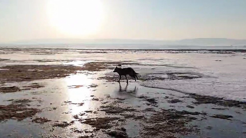 Vatandaş tedirgin: Kurtlar neden yerleşim yerlerine yaklaşıyor?