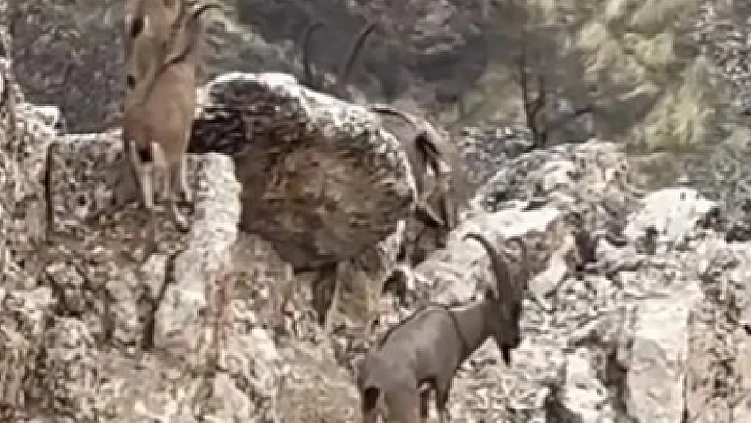 Yaban keçileri sürü halinde görüntülendi