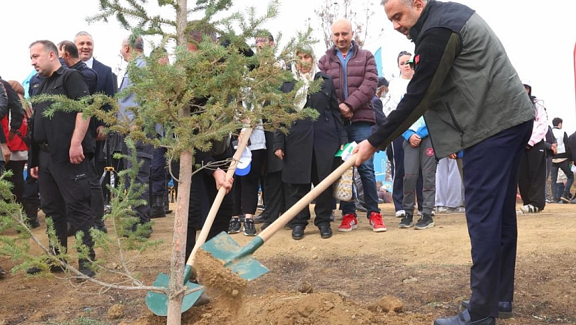 Yanan alanlara fidanlar dikildi