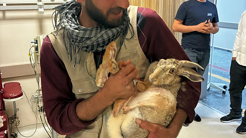 Yaralı gebe tavşan, devlet hastanesi bahçesinde tedavi edildi
