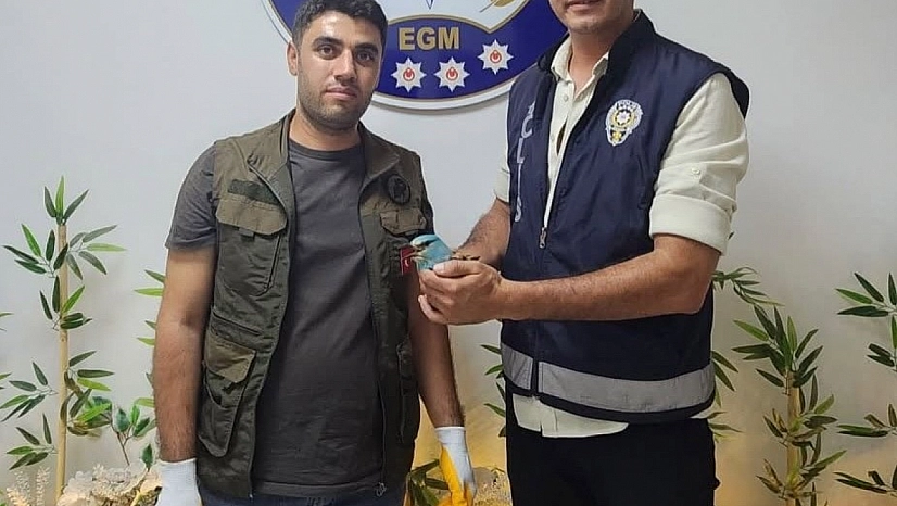 Yaralı gökkuzgun koruma altına alındı