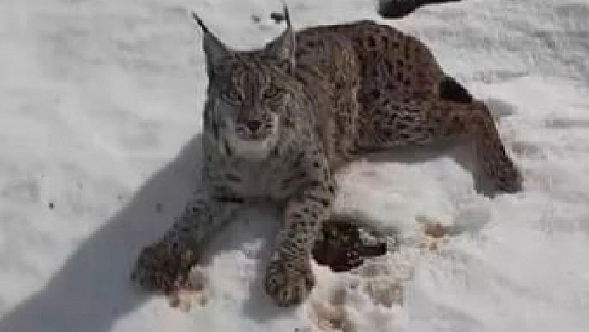 Yaralı vaşağı fark eden tır sürücüsünden örnek davranış