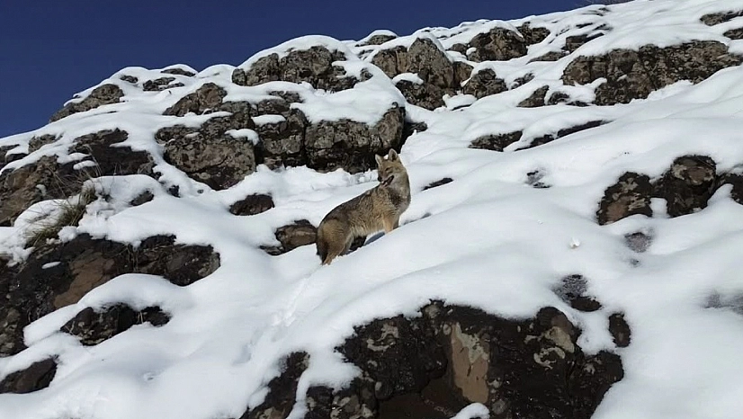 Yiyecek arayan kurt dronla görüntülendi