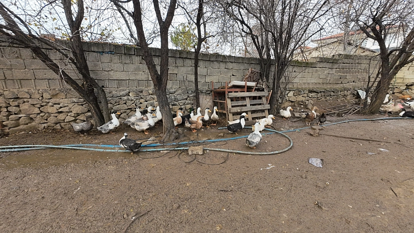 Yozgat'a döndü, binlerce hayvan üreterek geçimini sağlıyor