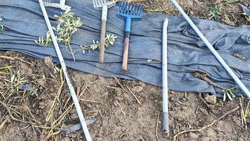 Zeytinleri dalından çaldılar