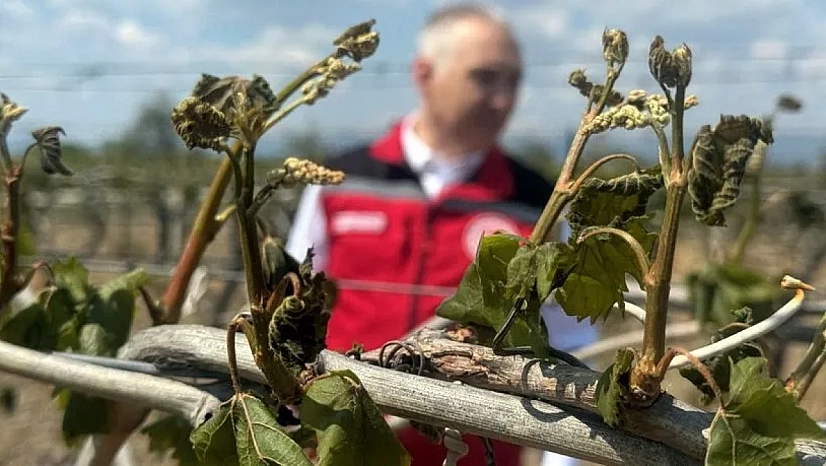 Zirai don ödemeleri Malatya'da çiftçileri mağdur etti! Ödeme alamayanlar mı var?