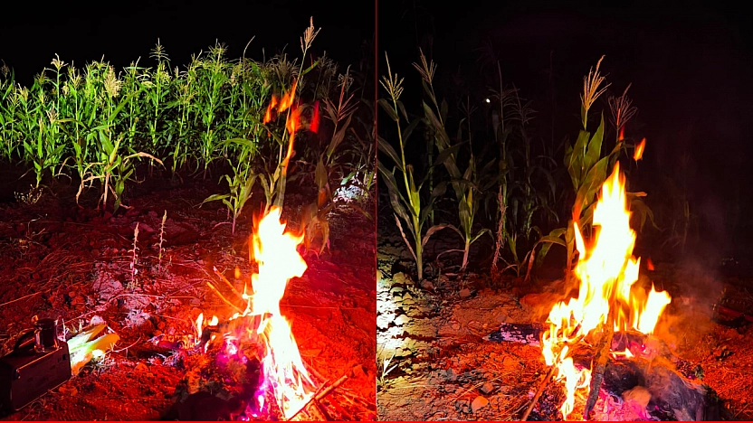 AB Uyum Projesi, Üreticiyi Vurdu: Malatya'da Yaban Domuzu Alarmı