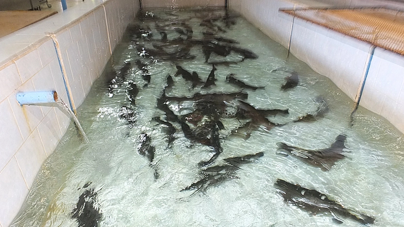 Denizi Olmayan Malatya Balık Üretiminde Lider