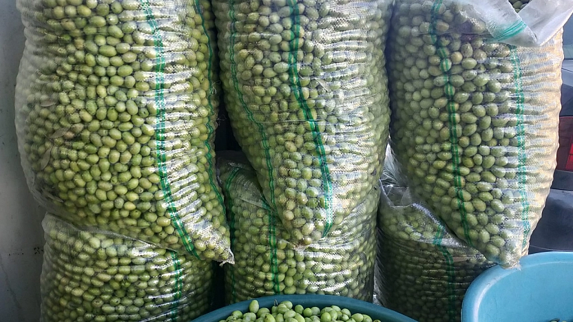 Hatay'da Hasat Edildi! Malatya'nın Gözdesi Oldu: Kilosu 110 TL'den Satışta…