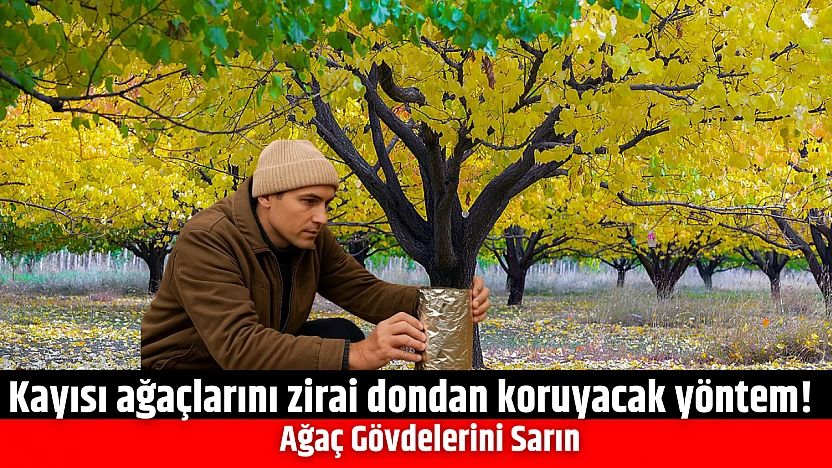 Kayısı ağaçlarını zirai dondan koruyacak yöntem! Ağaç Gövdelerini Sarın