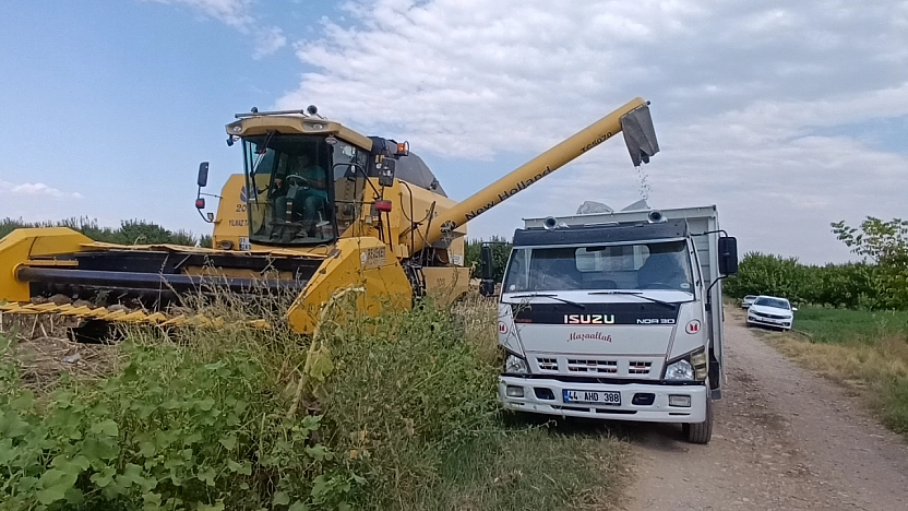 Malatya'da kayısıya rakip çıktı: Dekar başına 300 kilo verim