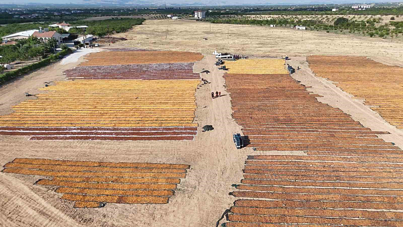 Malatya'da altın sarısı ovalar havandan görüntülendi: Kilometrelerce uzanan sergenler nefes kesti