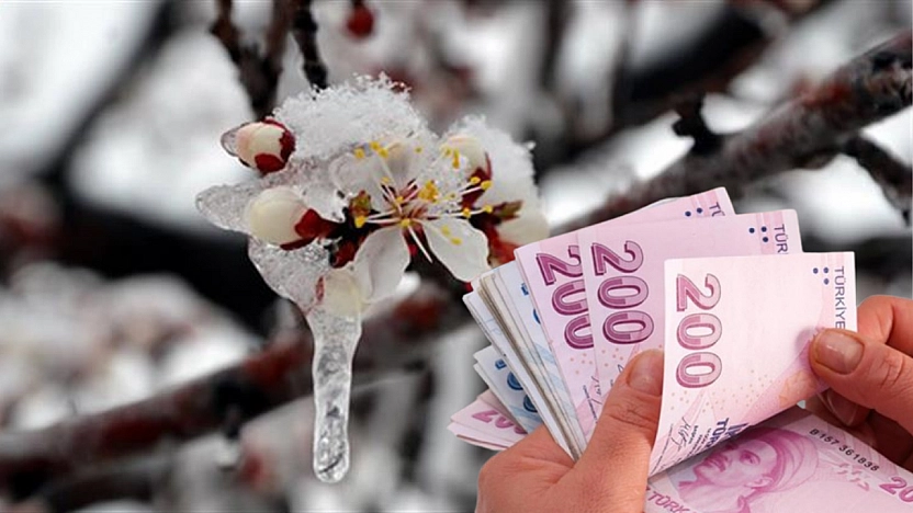 Kayısıya 45 milyon liralık ödeme!