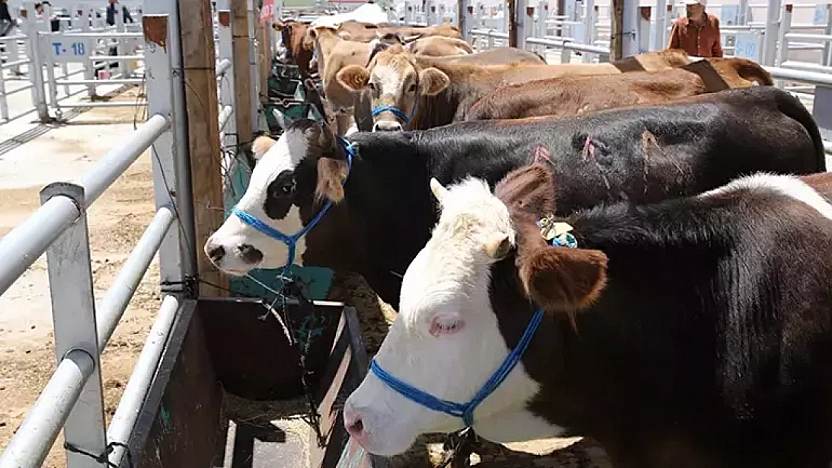 Kurban kesenler dikkat! Başına bu işler gelen tazminat alabilecek