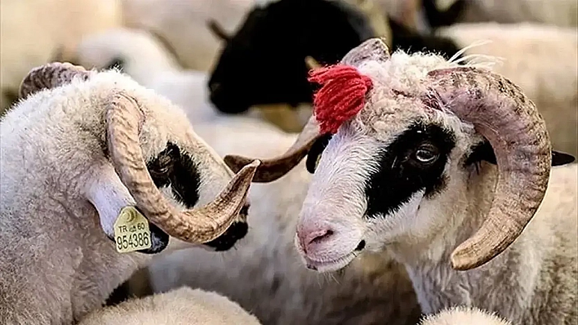 Kurban Kesimi Ehlince ve Hayvana Eziyet Vermeden Yapılmalı!