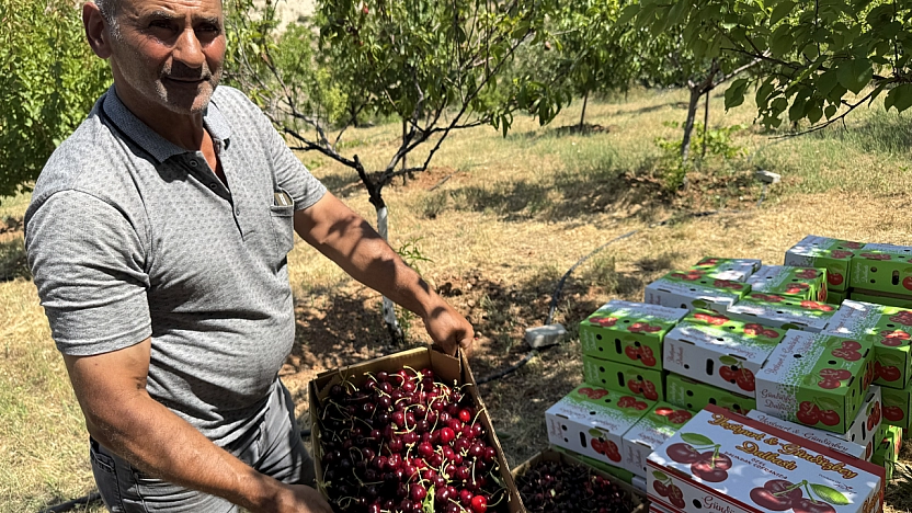 Malatya'da 1100 ton rekolte bekleniyor! İngilizler, Almanlar şimdiden sıraya girdi