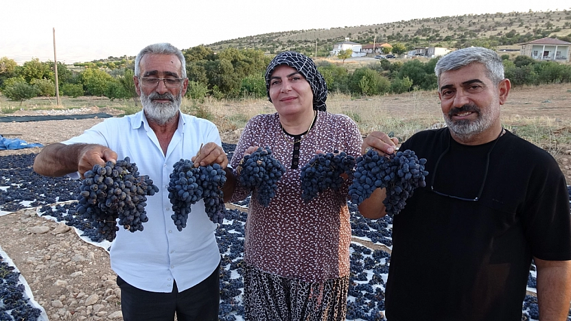Malatya'da 300 dönümlük alanda üretiliyor! Kilosu 600 TL'den satılıyor
