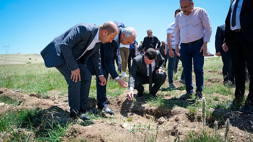 Malatya'da Alternatif Yem Kaynağı Meralara Dikiliyor