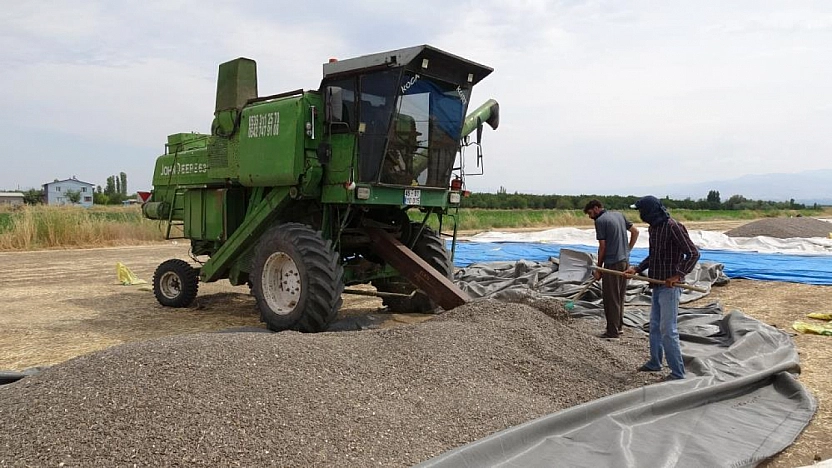 Malatya'da ayçiçeği üreticisi dertli: Tarlada 50, markette 250 Lira