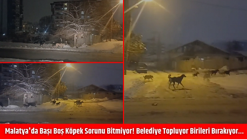 Malatya'da başı boş köpek sorunu bitmiyor! Belediye topluyor birileri bırakıyor…
