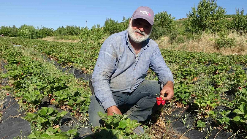Kayısı dondu, çilek ayakta! Çiftçi talebe yetişemiyor | Siparişler 1 ay sonraya