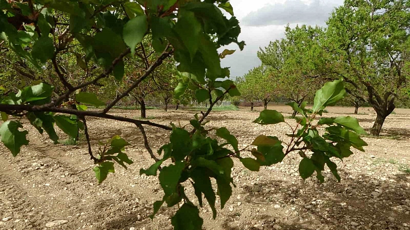 Malatya'da kayısı ağaçları küllerinden doğdu: Üreticiler umutlandı!