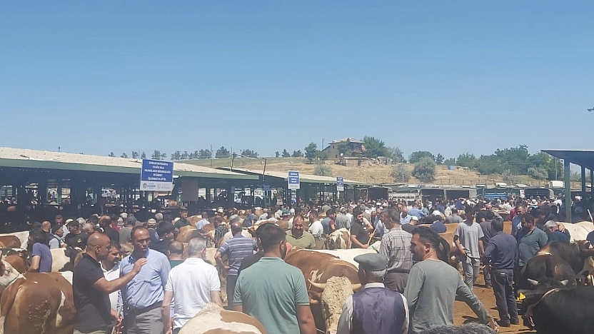 Malatya'da Kurban Telaşı: Hayvan Pazarı Doldu Taştı…