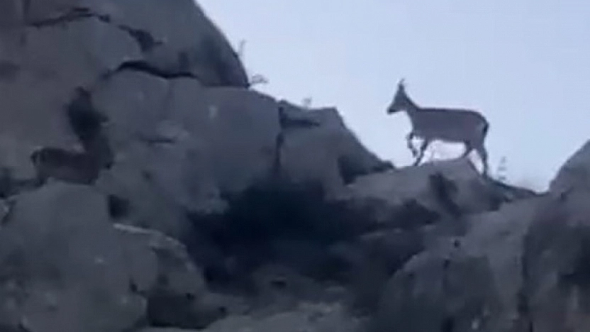 Malatya'da koruma altındaydı: Sürü halinde görüntülendi