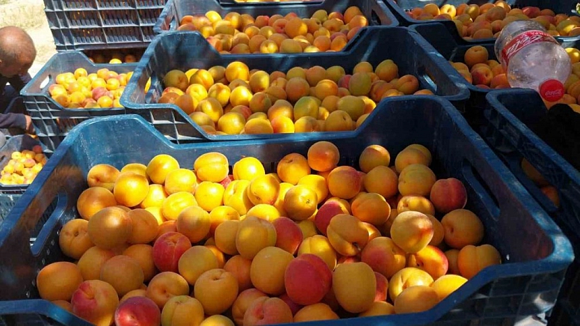 Malatya kayısısının itibarıyla oynanıyor! Gümrükte 'pirinç', tezgahta 'kayısı'
