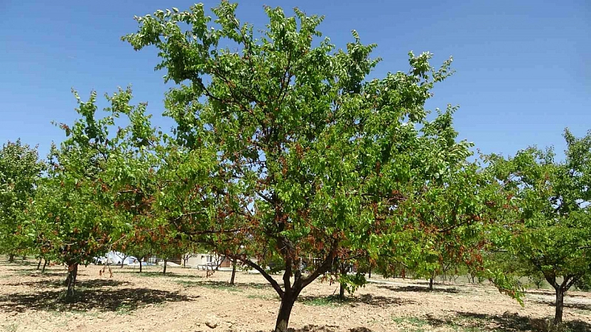 Kayısı üreticisine ödeme müjdesi: Tarih netleşti…