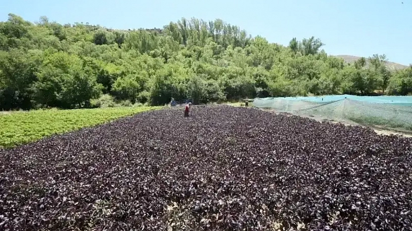 Türkiye'nin huzur veren ilçeleri belli oldu: Listede Malatya'dan da bir ilçe var