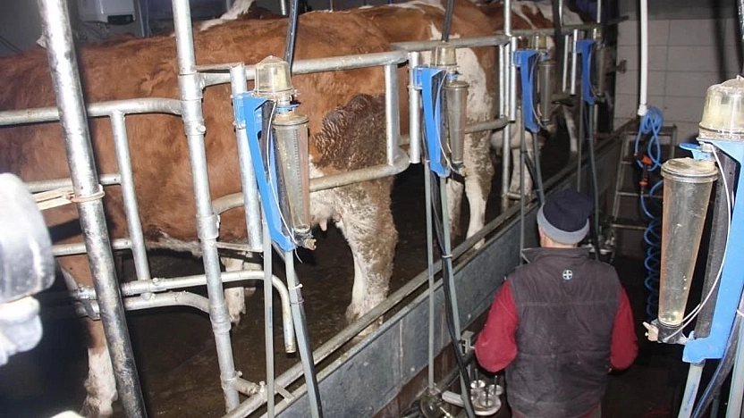 Yem fiyatları üreticiyi zorladı: Süt inekleri kesime gidiyor!
