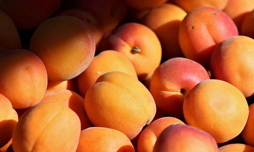 85 milyonun aklına kayısı deyince Malatya geliyor! Malatya kayısısı, yerel lezzetler arasında zirveye oynuyor!