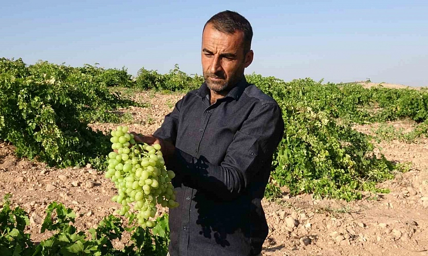 Kayısıya rakip çıktı: Malatya'nın unutulan lezzeti kapış kapış satılıyor!