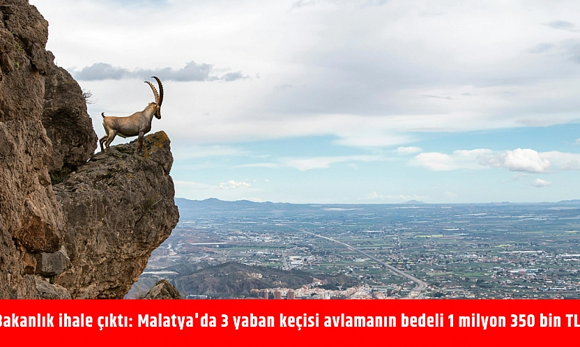 Bakanlık ihale çıktı: Malatya'da 3 yaban keçisi avlamanın bedeli 1 milyon 350 bin TL