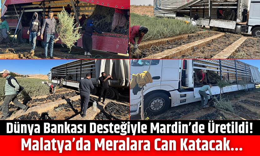 Dünya Bankası Desteğiyle Mardin'de Üretildi! Malatya'da Meralara Can Katacak...