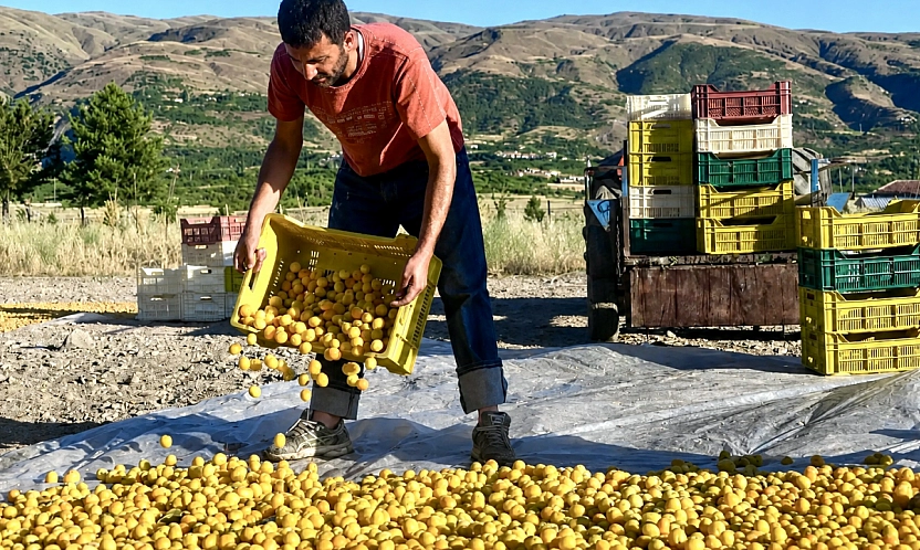 Malatya kayısısı 500 TL'den 250 TL'ye düştü Üretici 3-5 ihracatçının insafına mı kaldı?