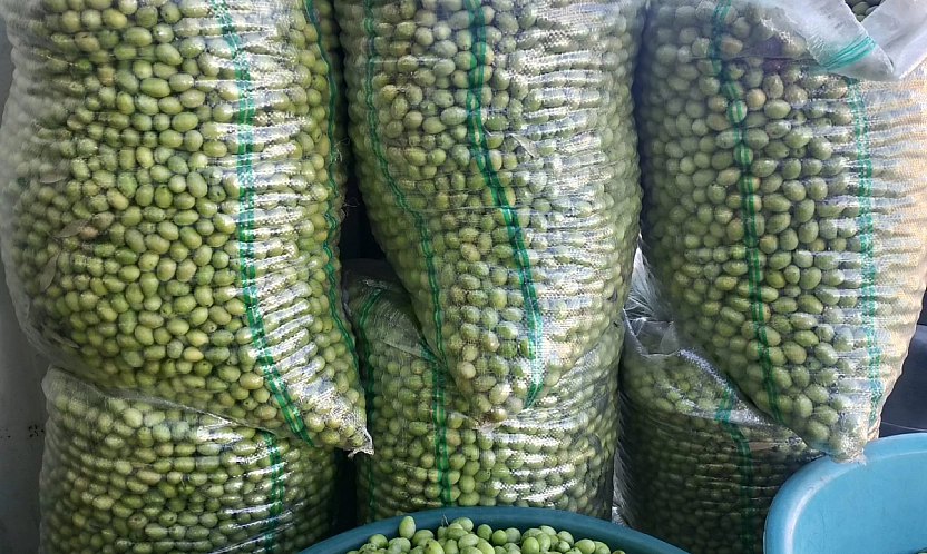 Hatay'da hasat edildi! Malatya'nın Gözdesi Oldu: Kilosu 110 TL'den Satışta…