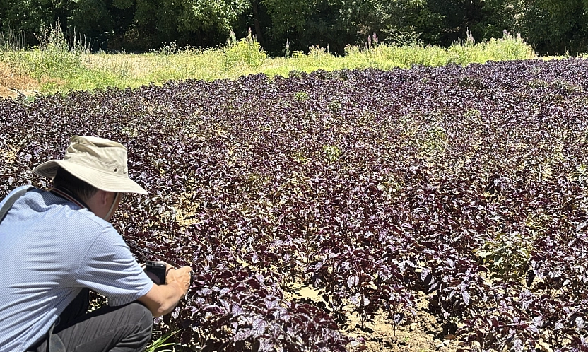 Japonların gözü Arapgir'in mor reyhanında! Adım adım tüm süreci incelediler