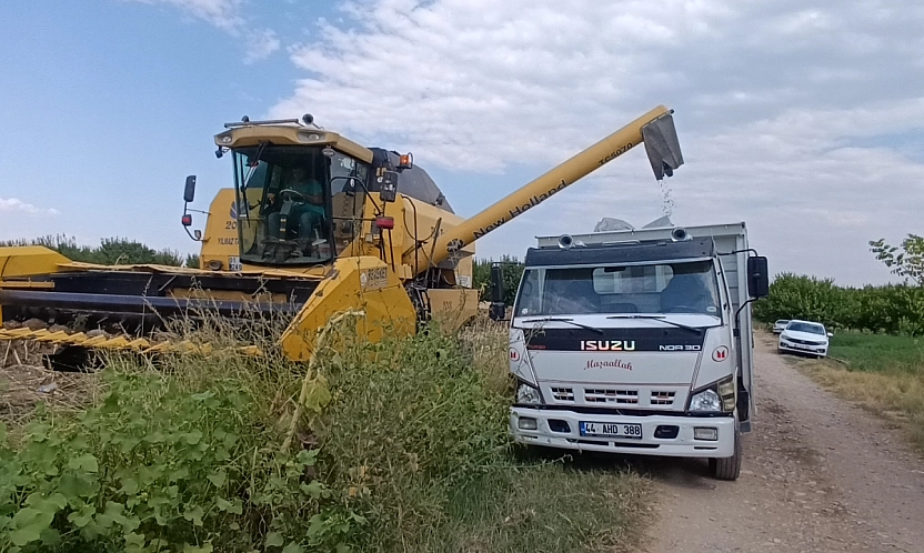 Kayısı diyarında ayçiçeği bereketi: Rekoltenin dekar başına 300 kiloyu aşması bekleniyor