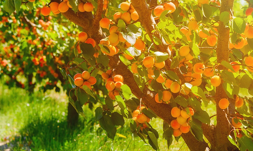 Kayısıda devrim! Verim artacak, görüntü değişecek