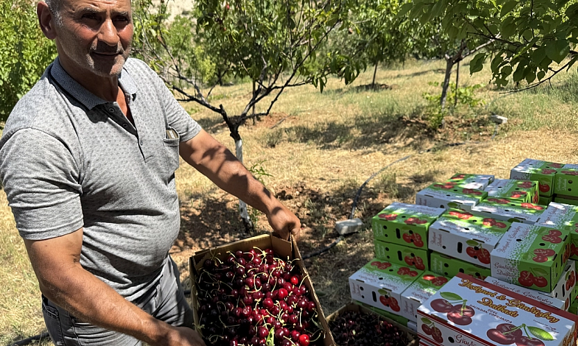 Malatya'da 1100 ton rekolte bekleniyor! İngilizler, Almanlar şimdiden sıraya girdi