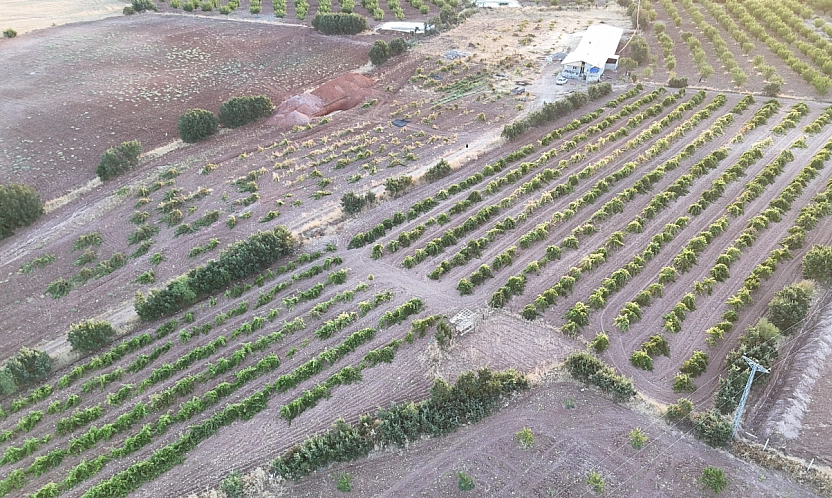Malatya'da 150 dönümlük alanda yetiştirildi: Kilosu 600 TL'den satılıyor