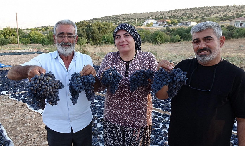 Malatya'da 300 dönümlük alanda üretiliyor! Kilosu 600 TL'den satılıyor
