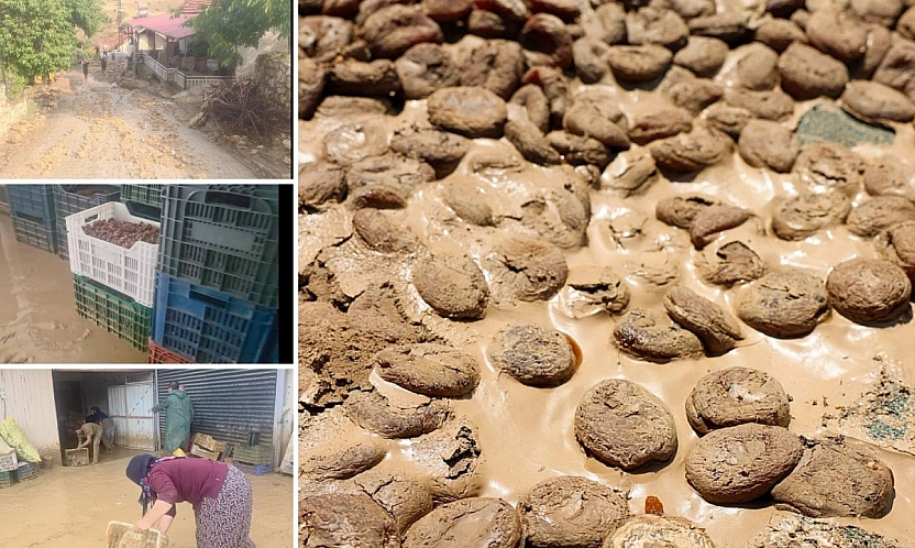 Malatya'da 400 ton kayısı zarar görmüştü: 4 aydır üreticiye destek verilmedi...