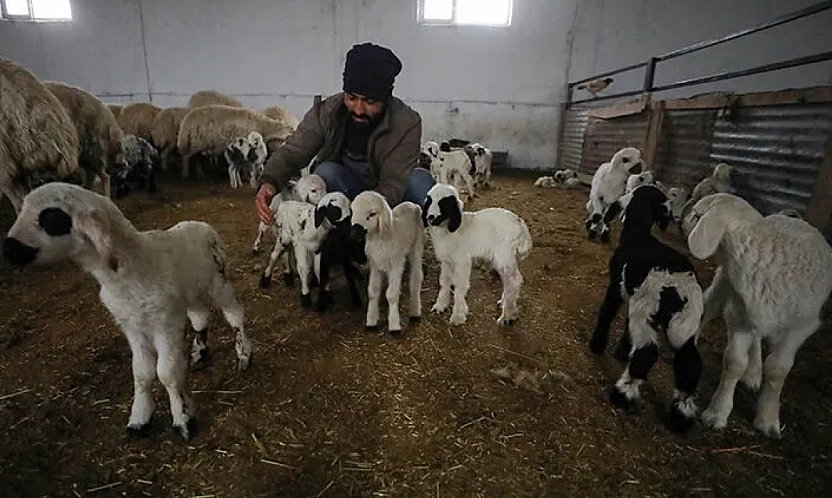 Malatya'da ahır ve ağıllara 'Sınıf' belgesi geliyor! Elindeki alet-edevatı komşusuyla paylaşan yandı