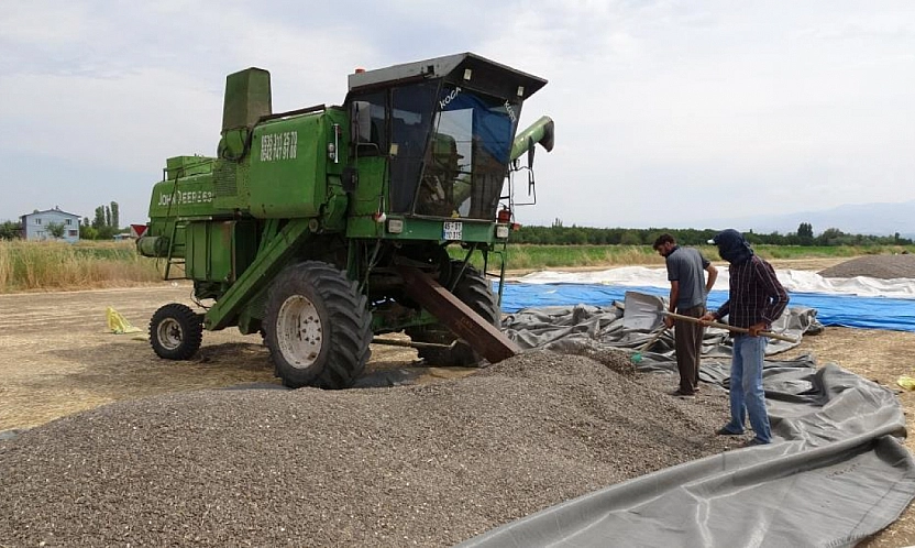 Malatya'da ayçiçeği üreticisi dertli: Tarlada 50, markette 250 Lira