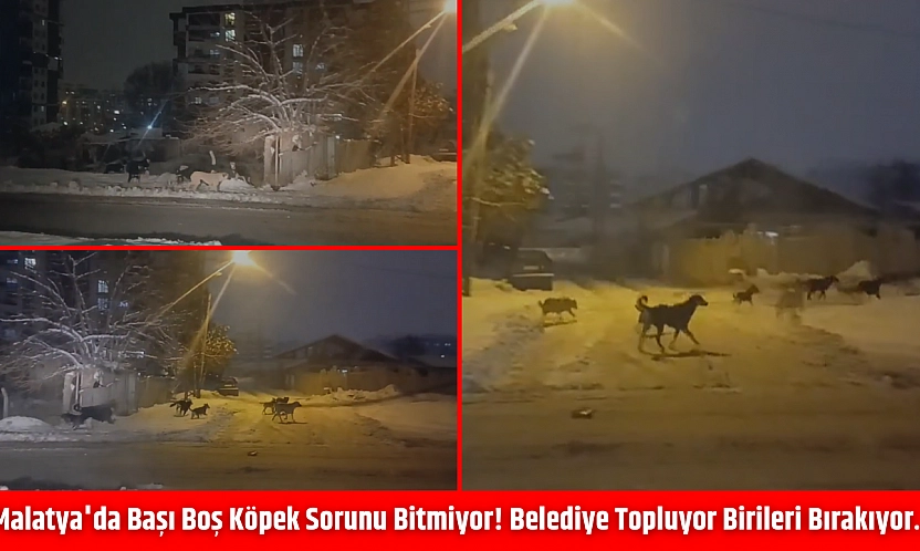Malatya'da başı boş köpek sorunu bitmiyor! Belediye topluyor birileri bırakıyor…