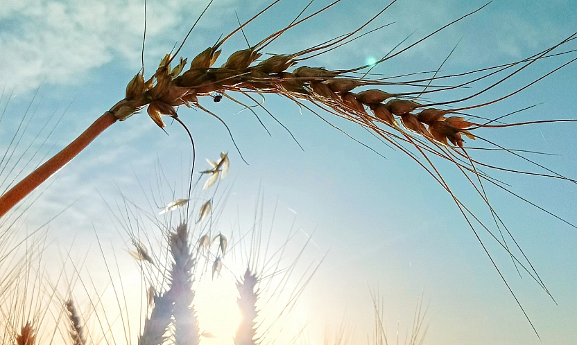 Malatya'da hangi ürüne hibe desteği verilecek? İlçe ilçe açıklandı