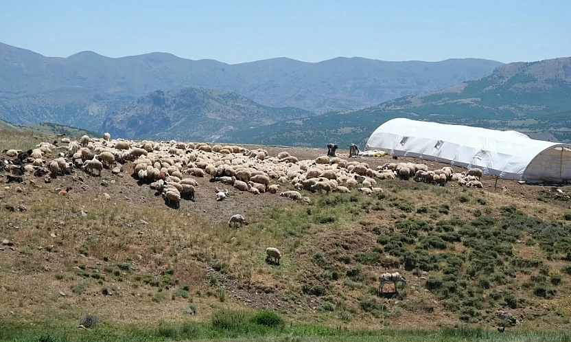 Malatya'da mera alanları yüzde 7,1 arttı